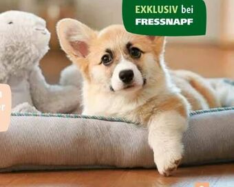 Fressnapf Pepe-Kitty Bett Angebot