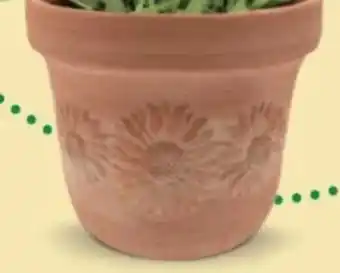 Bellaflora Topf Girasol Angebot