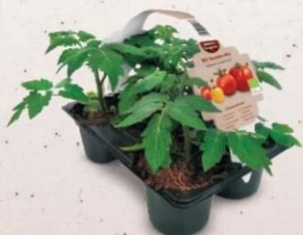 Bio Tomaten