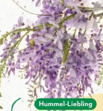 Bellaflora Blauregen Angebot
