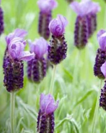 OBI Lavendel Angebot