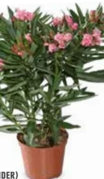 OBI Oleander Angebot