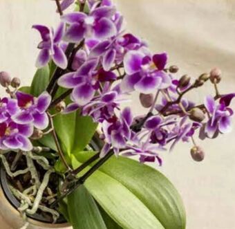 Billa Orchidee Multiflora Angebot