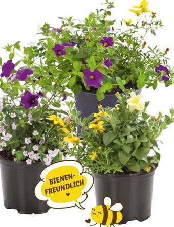 Lidl Blühtrio Angebot
