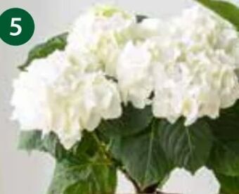 Dehner Hortensie Angebot