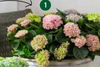 Dehner Hortensie Magical Angebot