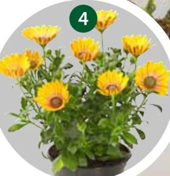 Dehner Kapkörbchen Angebot