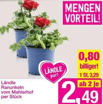 Sutterlüty Ländle Ranunkeln Vom Mahlerhof Angebot