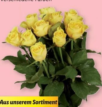 Lidl Rosen Angebot