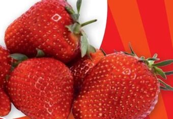 PENNY Premium Erdbeeren Angebot