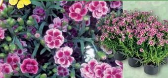Norma Dianthus Pink Kisses Angebot