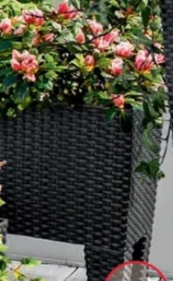 Norma Pflanzkasten Angebot