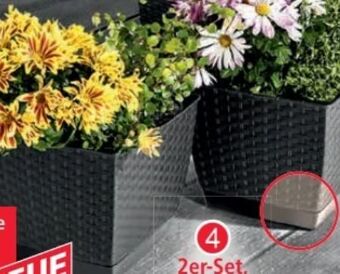 Norma Blumentopf Angebot