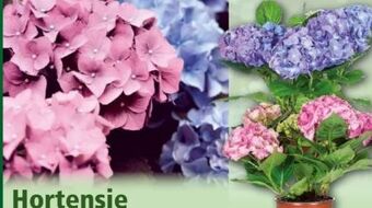 Norma Hortensie Angebot