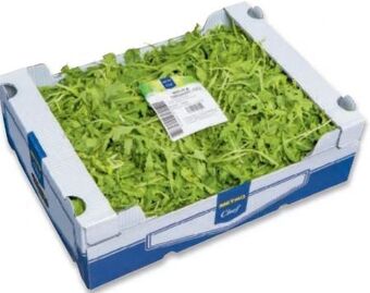 Metro Salat Rucola Angebot