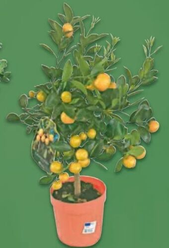 Metro Citrus Stamm Mix Angebot