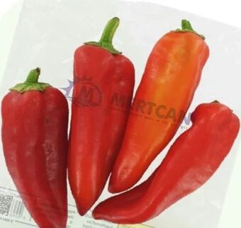 ETSAN Rote Kapya Paprika Angebot