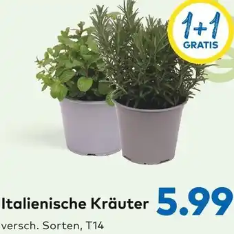 T&G Italienische Kräuter T14 Angebot