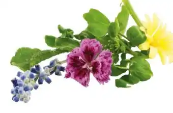 Transgourmet Wildkräuter Salat Angebot