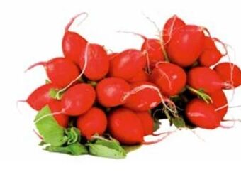 Transgourmet Radieschen Angebot