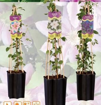 Lidl Clematis Angebot