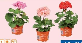 Lidl Stehende Geranien Angebot