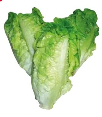 Transgourmet Salatherzen Angebot