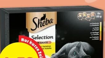 PENNY Selection Angebot