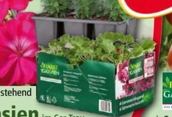Norma Geranien Angebot