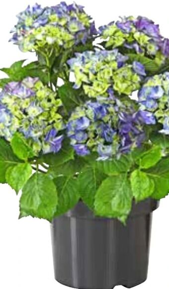 Dehner Hortensie Angebot