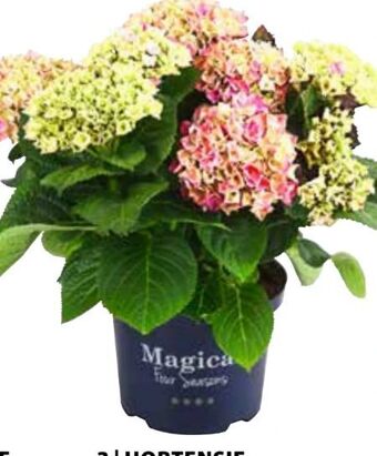 Dehner Hortensie Magical Angebot