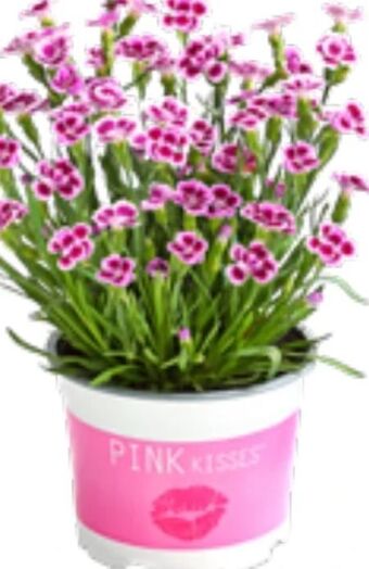 Dehner Gartennelke Pink Kisses Angebot