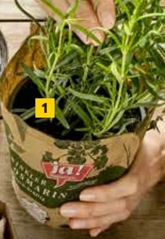 Billa Bio Kräuter Angebot