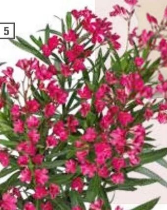 OBI Oleander Angebot