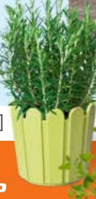 OBI Mediterrane Kräuter Angebot