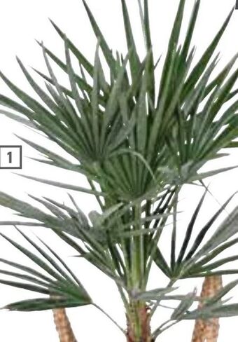 OBI Palmen Mix Angebot