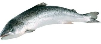 Transgourmet Lachs Angebot