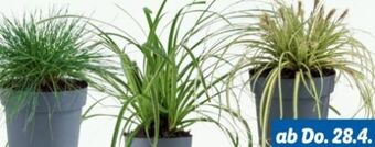 Lidl Ziergras Angebot