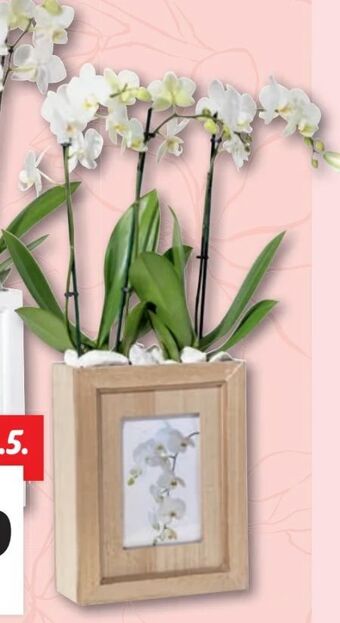 Lidl Orchidee Angebot