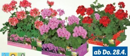 Stehende Geranien Angebot bei Lidl