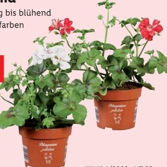 Lidl Geranien Hängend Angebot