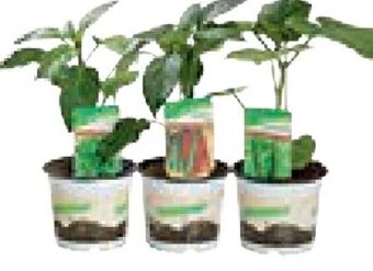 Lagerhaus Veredeltes Gemüse Angebot