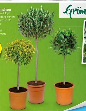 Hofer Toskana-Stämmchen Angebot