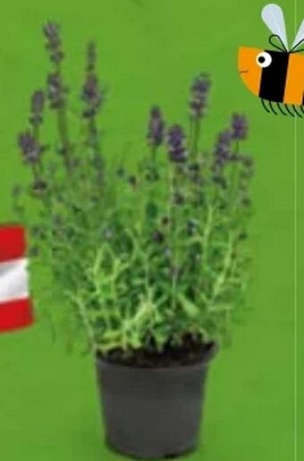 Hofer Lavendel Angebot