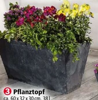Norma Pflanztopf Angebot
