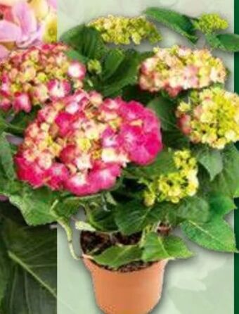 Norma Premium Hortensie Angebot
