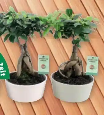 PENNY Bonsai Ficus Ginsen Angebot