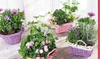 Norma Bepflanzter Korb Angebot