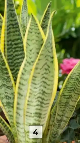 Interspar Sansevieria Luxe Angebot