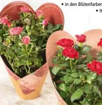 Norma Topfrosen Infinity Angebot